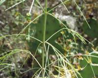 06-12-2001 : Tenerife, Jour 03, Barranco del infernio près d'Adeje