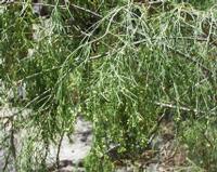 06-12-2001 : Tenerife, Jour 03, Barranco del infernio près d'Adeje