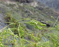 06-12-2001 : Tenerife, Jour 03, Barranco del infernio près d'Adeje