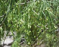 06-12-2001 : Tenerife, Jour 03, Barranco del infernio près d'Adeje