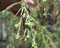 06-12-2001 : Tenerife, Jour 03, Barranco del infernio près d'Adeje