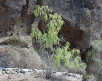 06-12-2001 : Tenerife, Jour 03, Barranco del infernio près d'Adeje