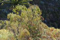 05-30-2009 : La Gomera, Jour 01, avant le tunnel, Parque de Garajonay, El Bailadero, Los Roques
