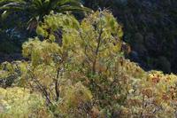 05-30-2009 : La Gomera, Jour 01, avant le tunnel, Parque de Garajonay, El Bailadero, Los Roques
