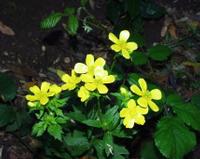 06-13-2001 : Tenerife, Jour 04, Ponte del Agua
