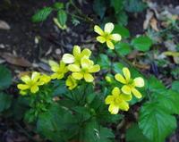 06-13-2001 : Tenerife, Jour 04, Ponte del Agua