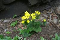 06-06-2009 : Tenerife, Jour 04, Mirador de Jardina, Parque rural d'Anaga, Forêt pluviale