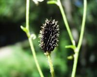 06-13-2001 : Tenerife, Jour 04, Ponte del Agua