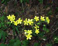 06-13-2001 : Tenerife, Jour 04, Ponte del Agua