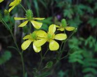 06-13-2001 : Tenerife, Jour 04, Ponte del Agua