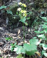 06-13-2001 : Tenerife, Jour 04, Ponte del Agua