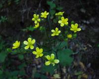 06-13-2001 : Tenerife, Jour 04, Ponte del Agua