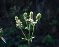 06-13-2001 : Tenerife, Jour 04, Ponte del Agua