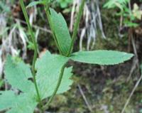 06-13-2001 : Tenerife, Jour 04, Ponte del Agua