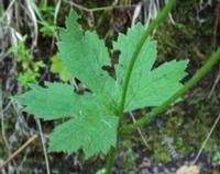 06-13-2001 : Tenerife, Jour 04, Ponte del Agua