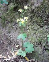 06-13-2001 : Tenerife, Jour 04, Ponte del Agua