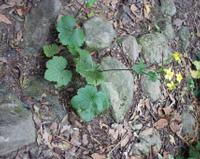 06-15-2001 : Tenerife, Jour 06, Forêt pluviale, Massif Taganana, Anaga