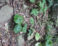 06-15-2001 : Tenerife, Jour 06, Forêt pluviale, Massif Taganana, Anaga
