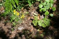 05-30-2009 : La Gomera, Jour 01, avant le tunnel, Parque de Garajonay, El Bailadero, Los Roques