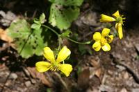 05-30-2009 : La Gomera, Jour 01, avant le tunnel, Parque de Garajonay, El Bailadero, Los Roques