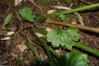 05-30-2009 : La Gomera, Jour 01, avant le tunnel, Parque de Garajonay, El Bailadero, Los Roques