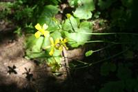05-30-2009 : La Gomera, Jour 01, avant le tunnel, Parque de Garajonay, El Bailadero, Los Roques