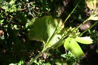 05-30-2009 : La Gomera, Jour 01, avant le tunnel, Parque de Garajonay, El Bailadero, Los Roques
