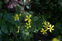 05-30-2009 : La Gomera, Jour 01, avant le tunnel, Parque de Garajonay, El Bailadero, Los Roques