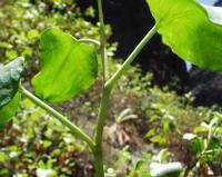 06-12-2001 : Tenerife, Jour 03, Barranco del infernio près d'Adeje
