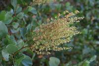 06-06-2009 : Tenerife, Jour 04, Mirador de Jardina, Parque rural d'Anaga, Forêt pluviale