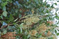 06-06-2009 : Tenerife, Jour 04, Mirador de Jardina, Parque rural d'Anaga, Forêt pluviale