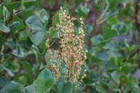06-06-2009 : Tenerife, Jour 04, Mirador de Jardina, Parque rural d'Anaga, Forêt pluviale