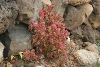 06-07-2009 : Tenerife, Jour 05, la Ladera de Güimar, Mirador Don Martin, Corona Forestal