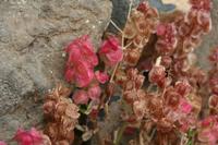 06-07-2009 : Tenerife, Jour 05, la Ladera de Güimar, Mirador Don Martin, Corona Forestal