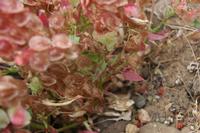06-07-2009 : Tenerife, Jour 05, la Ladera de Güimar, Mirador Don Martin, Corona Forestal
