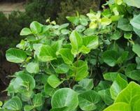 06-11-2001 : Tenerife, Jour 02, Montaña roja, déjeuner versant Sud, la Caldera du Teide