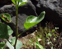 06-12-2001 : Tenerife, Jour 03, Barranco del infernio près d'Adeje