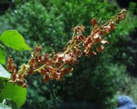 06-12-2001 : Tenerife, Jour 03, Barranco del infernio près d'Adeje