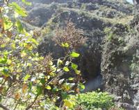 06-12-2001 : Tenerife, Jour 03, Barranco del infernio près d'Adeje