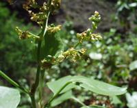 06-12-2001 : Tenerife, Jour 03, Barranco del infernio près d'Adeje