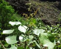 06-12-2001 : Tenerife, Jour 03, Barranco del infernio près d'Adeje