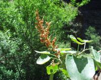 06-12-2001 : Tenerife, Jour 03, Barranco del infernio près d'Adeje
