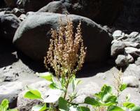 06-14-2001 : Tenerife, Jour 05, Barranco de Masca, plaine côtière NO