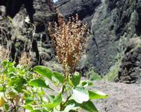 06-14-2001 : Tenerife, Jour 05, Barranco de Masca, plaine côtière NO