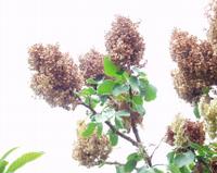 06-15-2001 : Tenerife, Jour 06, Forêt pluviale, Massif Taganana, Anaga