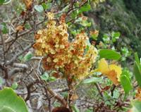 06-15-2001 : Tenerife, Jour 06, Forêt pluviale, Massif Taganana, Anaga