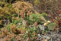 05-23-2009 : La Palma, Jour 01, Breña Baja, Mazo, la Montaña