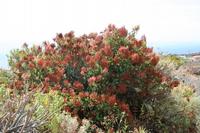 05-23-2009 : La Palma, Jour 01, Breña Baja, Mazo, la Montaña