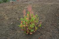 05-23-2009 : La Palma, Jour 01, Breña Baja, Mazo, la Montaña