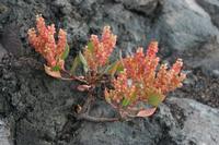 05-26-2009 : La Palma, Jour 04, Coulée de lave, Fuencaliente, Volcan Teneguia